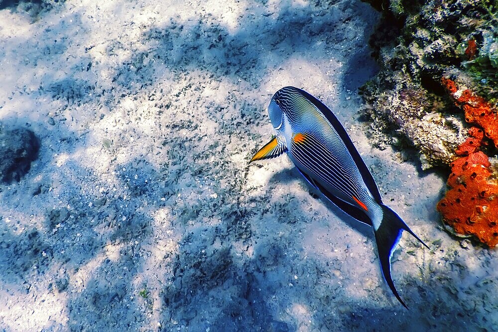 The Sohal Surgeonfish, sohal tang (Acanthurus sohal) Marine life