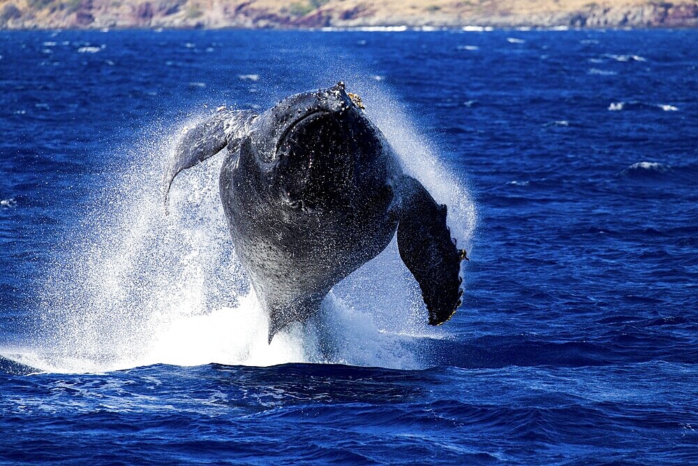 Closeup of large whale jumping head-on out of blue water