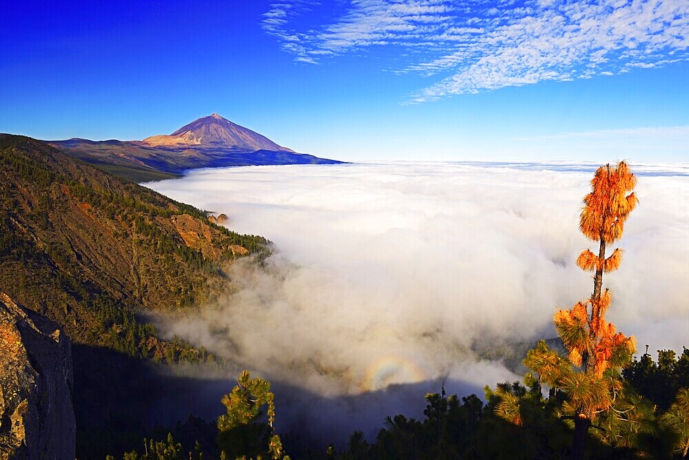 Pico del Teide at sunrise over trade wind clouds, Teide National Park, Tenerife, Canary Islands, Spain, Europe