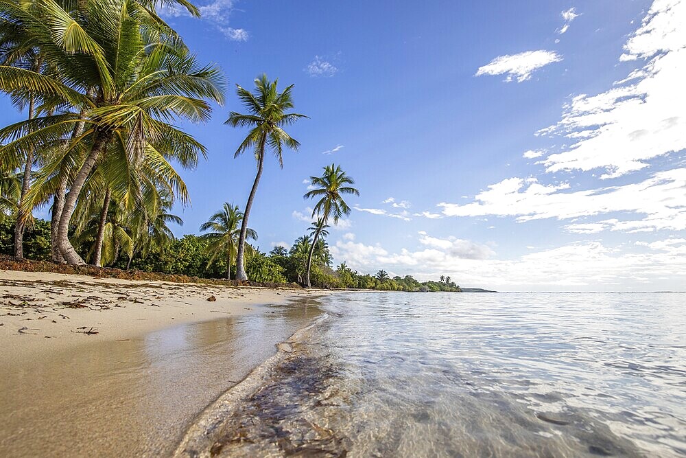 Romantic Caribbean sandy beach with palm trees, turquoise-coloured sea. Morning landscape shot at sunrise in Plage de Bois Jolan, Guadeloupe, French Antilles, North America