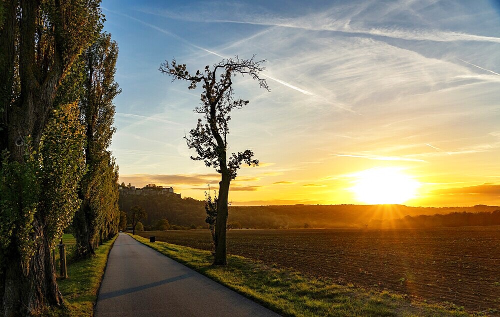 Poplars (Populus), street, sunset, Saxon Switzerland, Germany, Europe