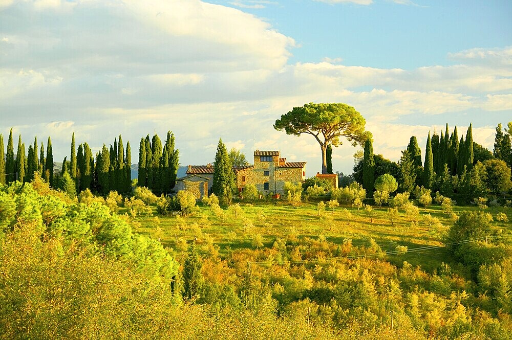 Landscape with pines and cypresses in Tuscany, Italy, Europe