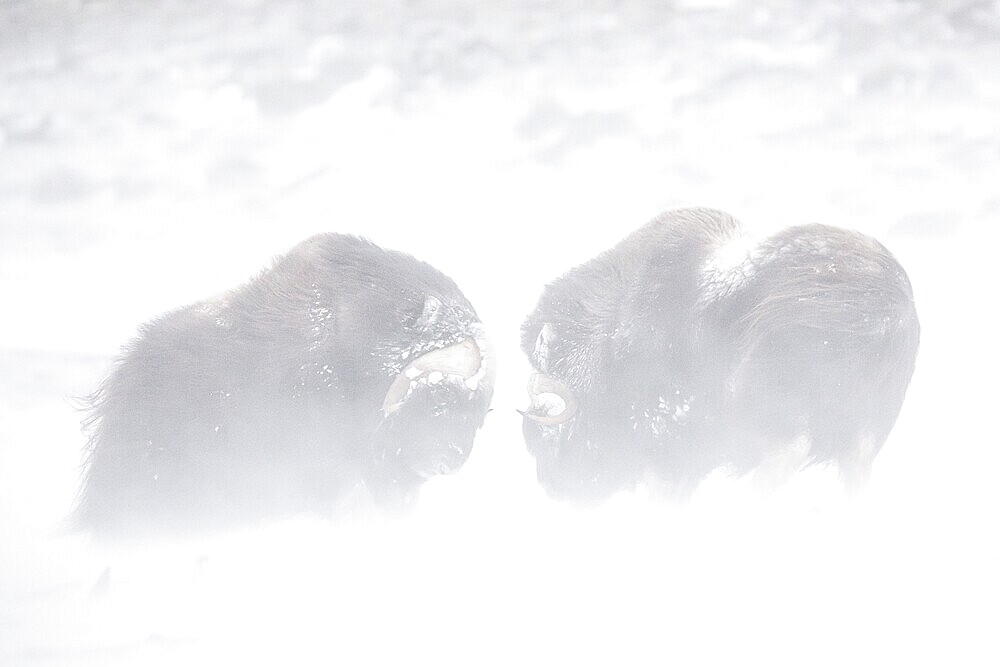 Muskoxen (Ovibos moschatus), Dovrefjell- Sunndalsfjella National Park, Norway, Europe