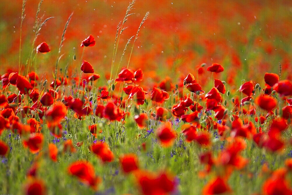 A field full of bright red poppies under bright daylight in the rain Papaver rhoeas