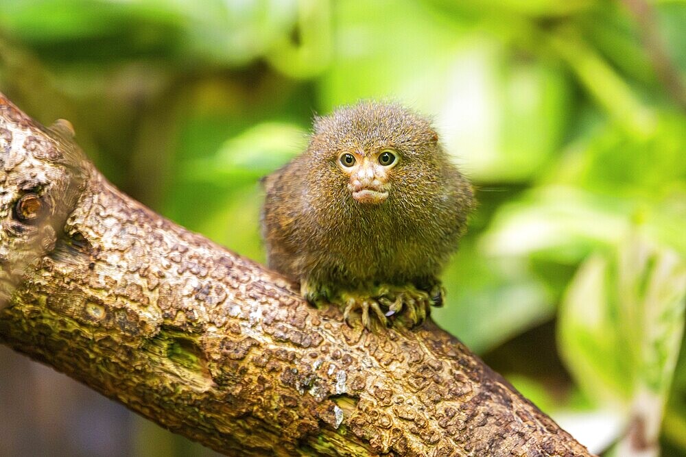 Eastern pygmy marmoset (Cebuella niveiventris) climbing on a tree in a forest, captive, Germany, Europe