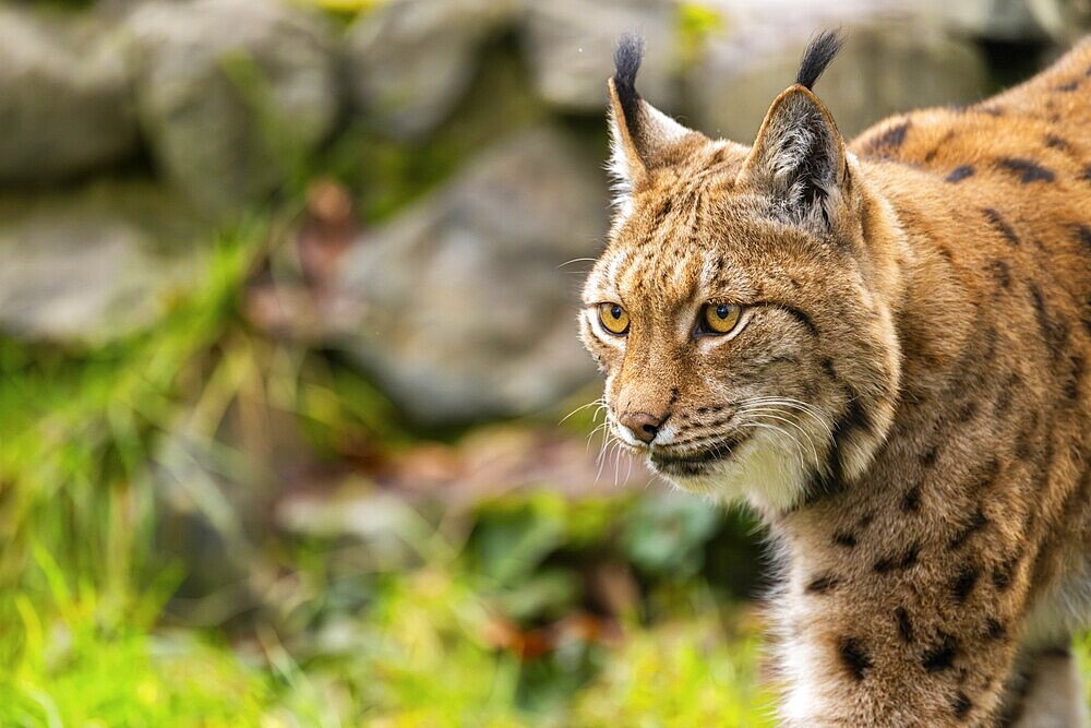 Eurasian lynx (Lynx lynx), in a forest, captive, Bavaria, Germany, Europe