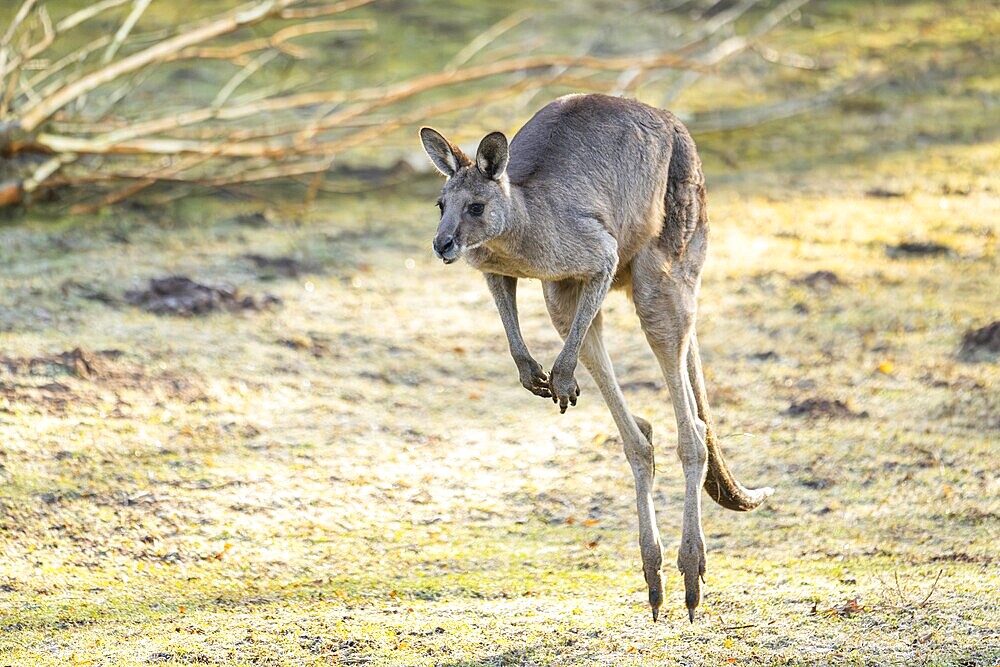 Eastern Gray Kangaroo (Macropus giganteus) jumping on a meadow, captive, occurance Australia, Oceania