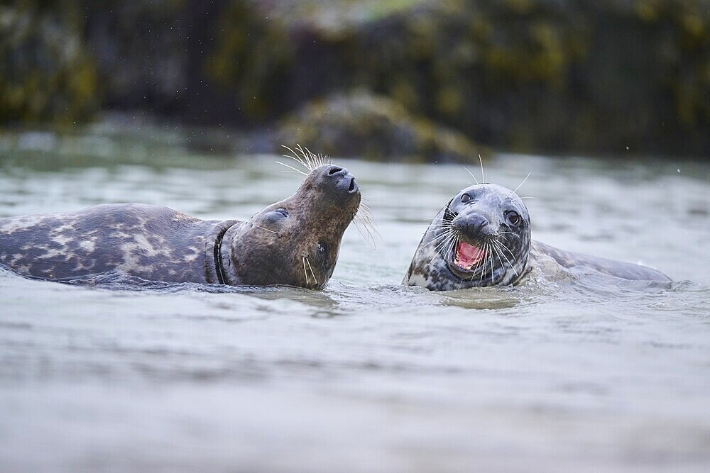 Grey seal (Halichoerus grypus) playing with each other in the water, sea, Düne, Helgoland, Schleswig-Holstein, Germany, Europe