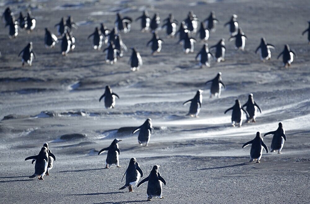 Gentoo Penguins (Pygoscelis papua) walking through a sandstorm, Sea Lion Island, Falkland Islands, South Atlantic, South America