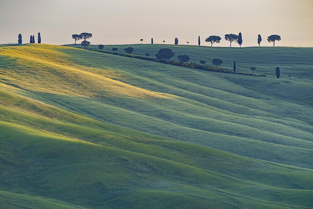 Landscape around San Quirico d'Orcia, Val dOrcia, Orcia Valley, UNESCO World Heritage Site, Province of Siena, Tuscany, Italy, Europe