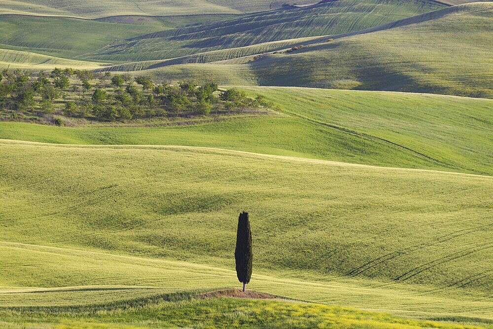 Landscape at sunrise around Pienza, Val dOrcia, Orcia Valley, UNESCO World Heritage Site, Siena Province, Tuscany, Italy, Europe