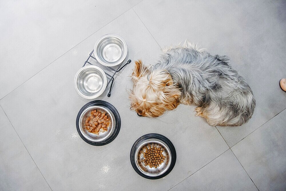 A dog lying on a tile floor next to food bowls, viewed from above, creating a peaceful scene