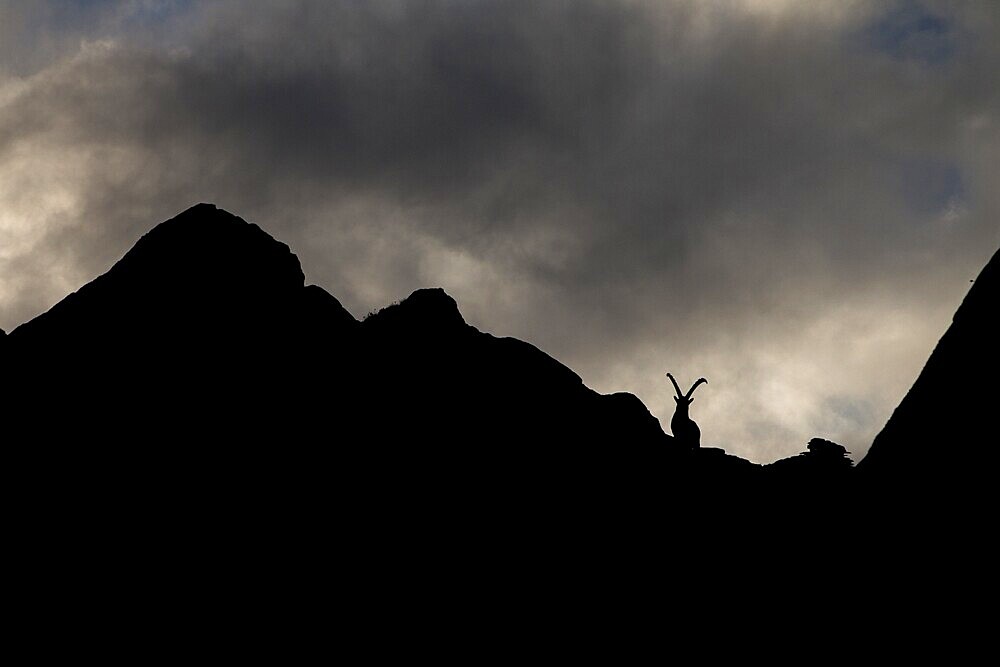Alpine Ibex (Capra ibex) on mountain ridge, silhouette, Swiss Alps, Switzerland, Europe