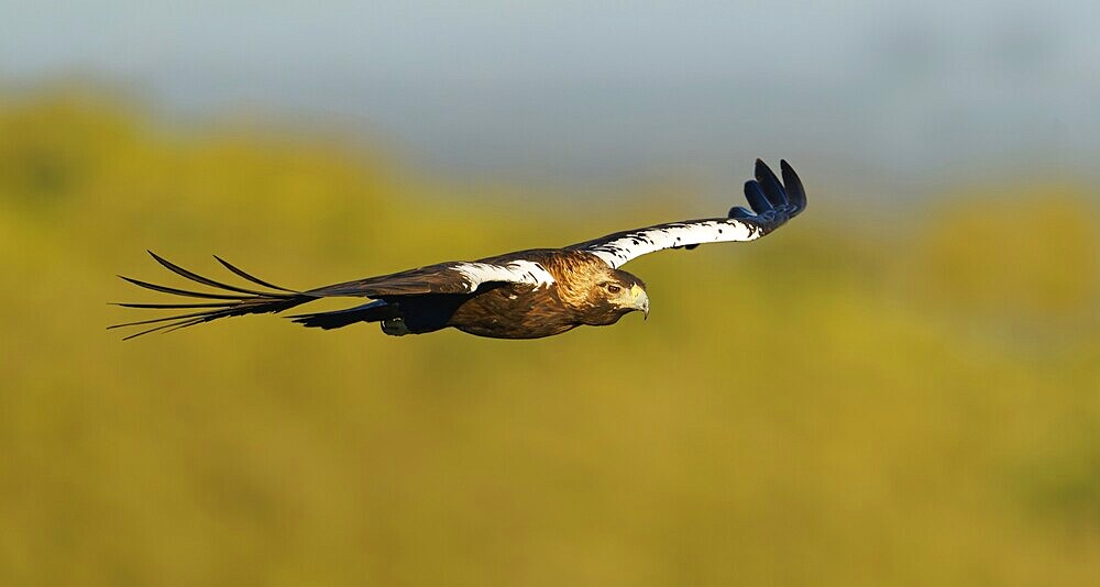 Spanish imperial eagle (Aquila adalberti) in flight, Extremadura, Spain, Europe
