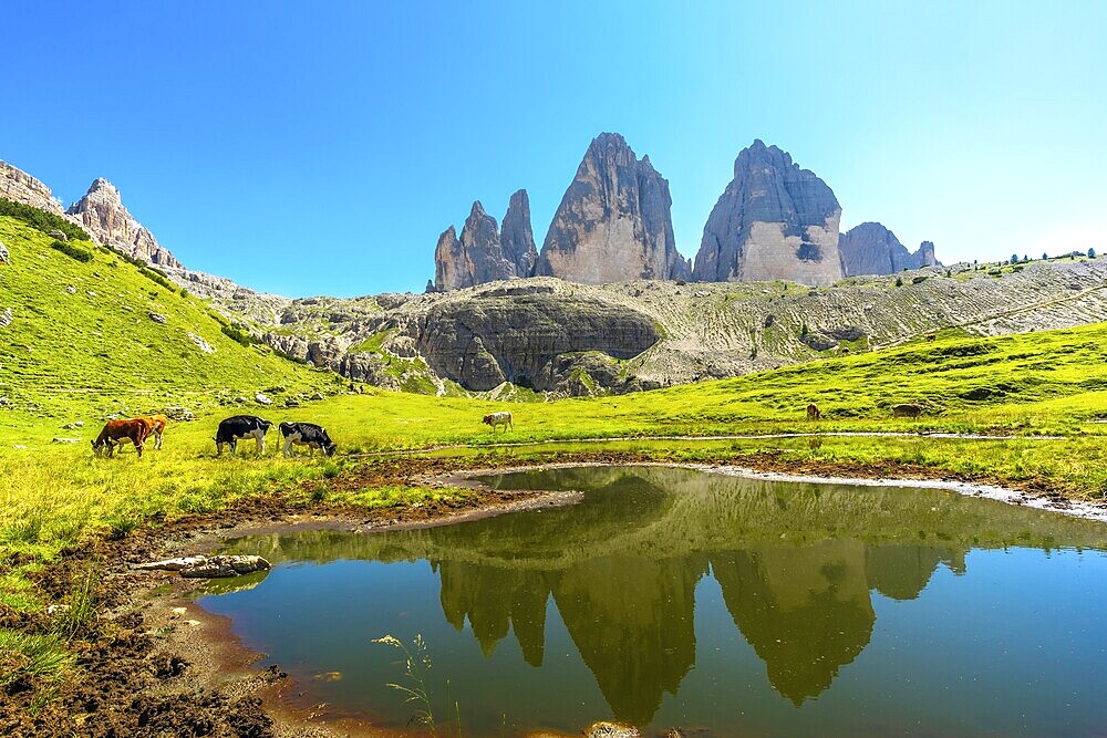 Cows grazing peacefully in a meadow with the majestic tre cime di lavaredo peaks reflecting in a pristine alpine lake in the italian dolomites