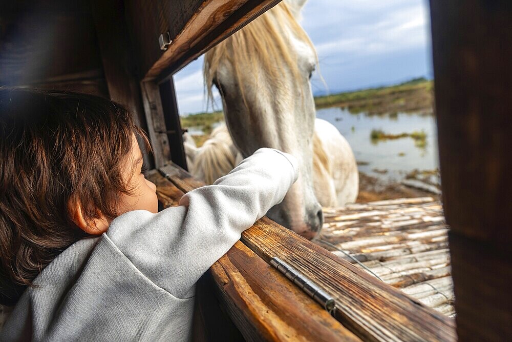 Young child reaching out to a white horse through a wooden window frame in s'albufera natural park, mallorca, spain