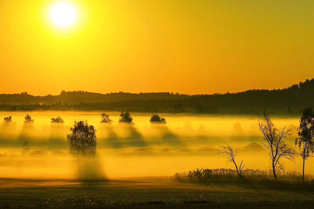 Early morning fog over the moor, birch (Betula), birch family (Betulaceae), sunrise fog, Pfrungen, Pfrunger-Burgweiler Ried, Baden-Wuerttemberg, Germany, Europe