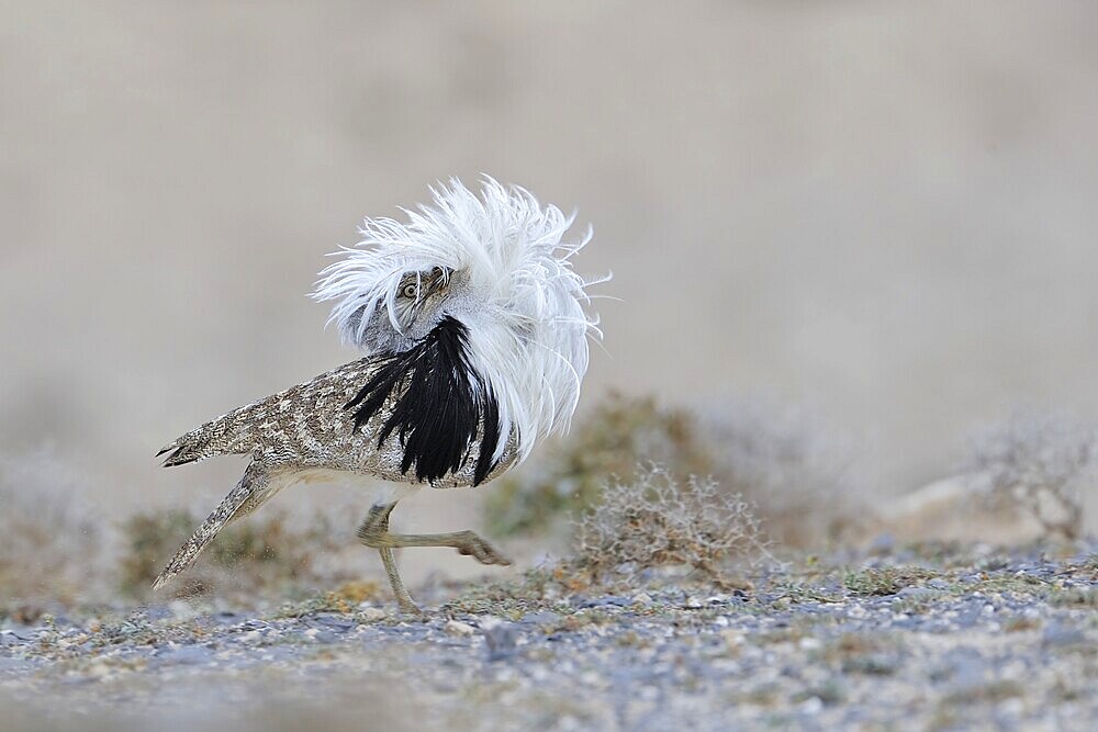 Mating Houbara bustard (Chlamydotis undulata), male, semi-desert, Fuerteventura, Canary Islands, Spain, Europe