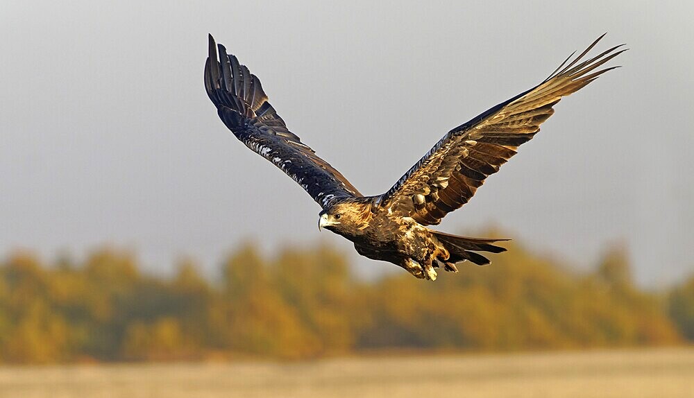 Spanish imperial eagle (Aquila adalberti) in flight at first morning light, Castilla-La Mancha, Spain, Europe