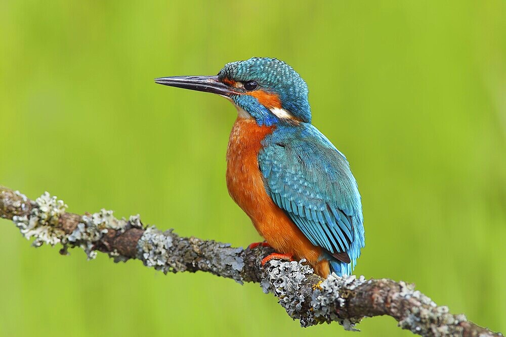 Kingfisher (Alcedo atthis), male sitting on a branch overgrown with lichen, Wildlife, Nature photography, Water bird, Siegerland, North Rhine-Westphalia, Germany, Europe