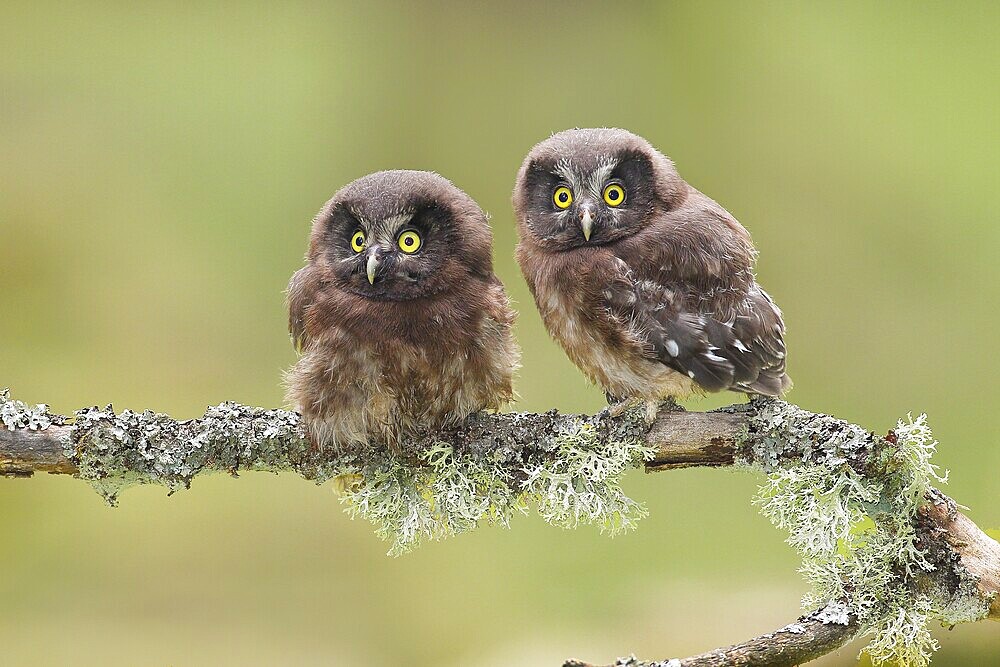 Great Horned Owl (Aegolius funereus), Two young birds perched on a larch branch, Wildlife, Nature photography, Owls, Owls, Siegerland, North Rhine-Westphalia, Germany, Europe