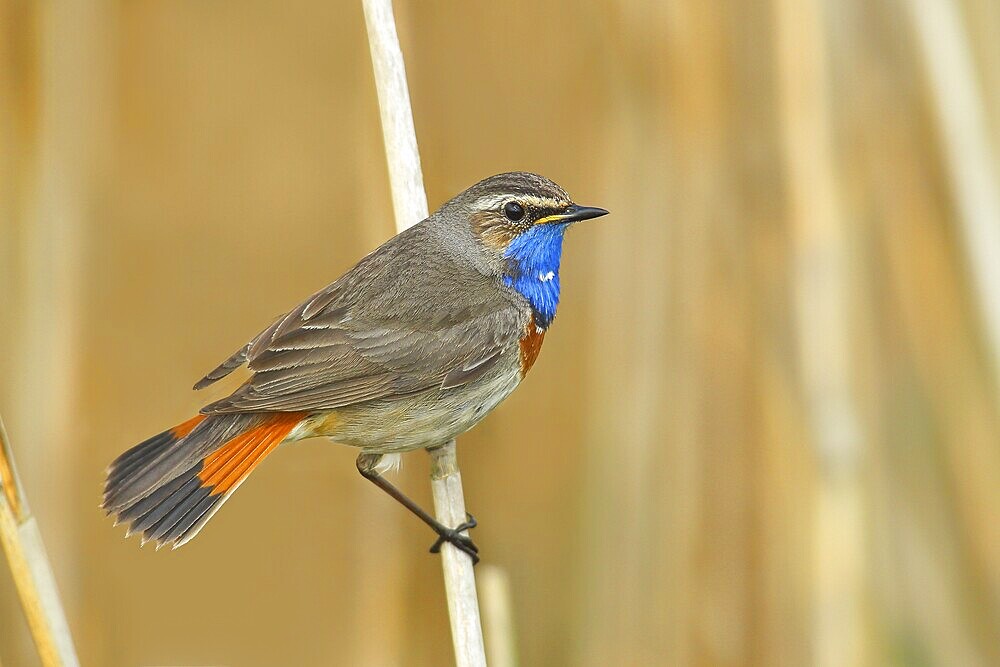White-starred bluethroat (Luscinia svecica cyanecula), mating male on a reed, wildlife, nature photography, songbird, Lauwersmeer National Park, Netherlands