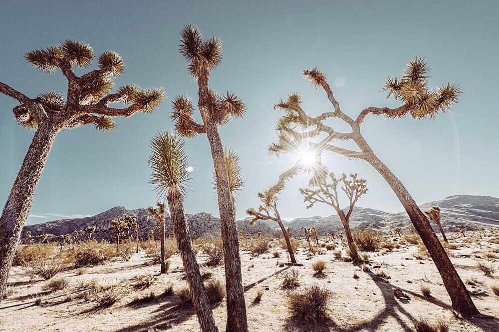 Lunch in Joshua Tree National Park