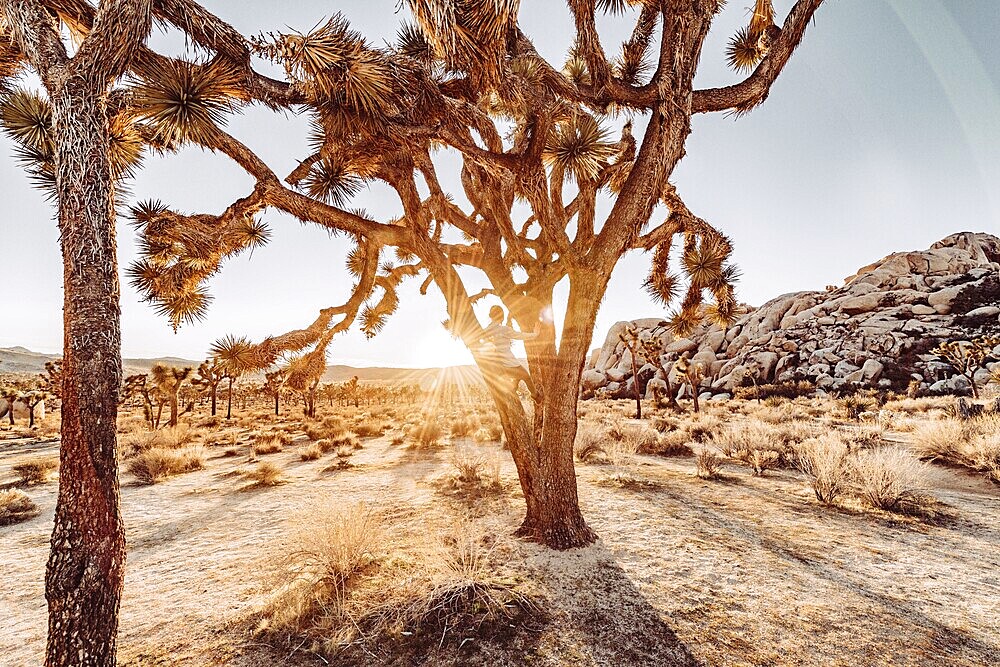 Woman at sunset in Joshua Tree National Park