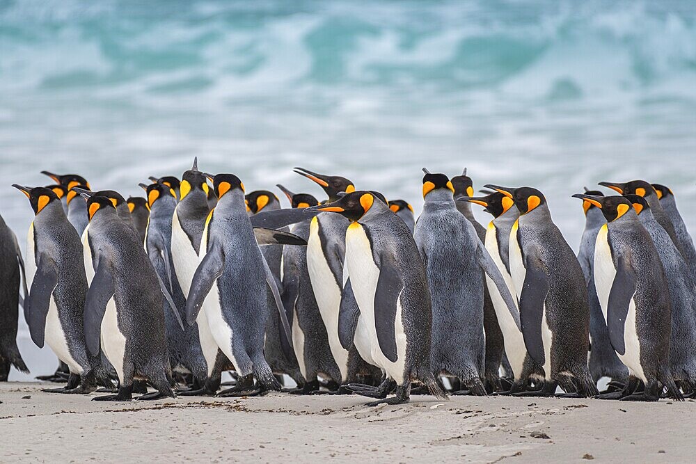King penguins (Aptenodytes patagonicus) on the beach, Volunteer Point, Falkland Islands, Great Britain, South Atlantic, South America