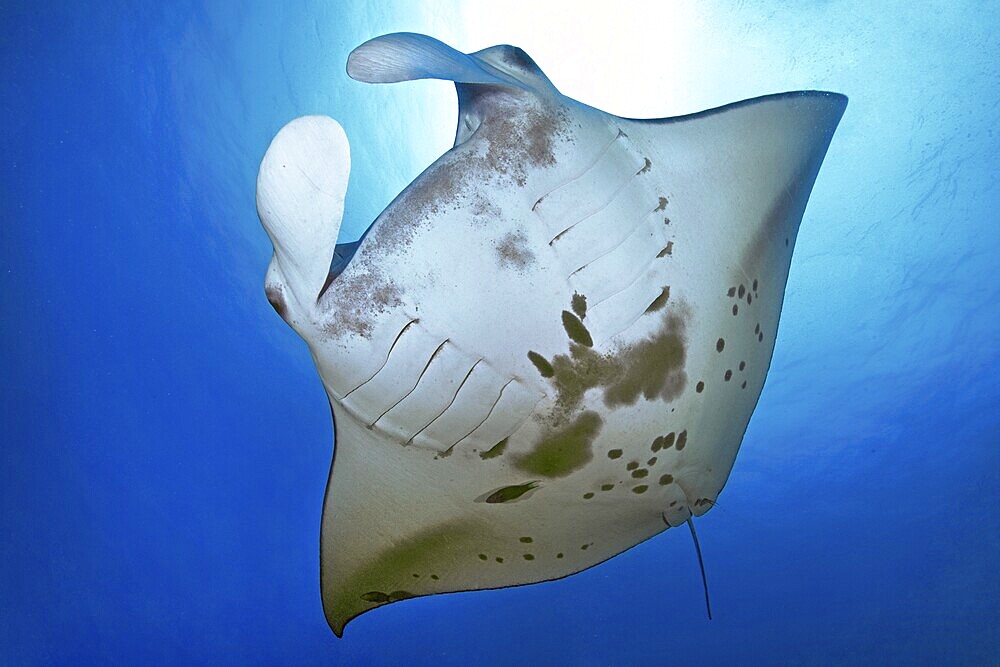Underwater photo of giant ray manta ray (Manta birostris) plankton eater swimming through open sea, Pacific Ocean