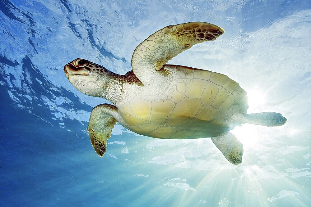 Underwater photo backlit photo of juvenile green turtle (Chelonia mydas) green turtle, East Atlantic, Canary Islands, Spain, Europe
