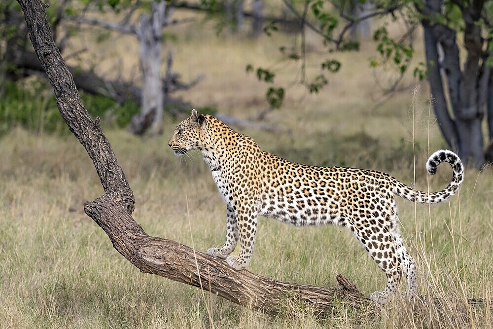 Leopard (Panthera pardus) female, standing on tree trunk, Moremi Game Reserve, Okavango Delta, Maun, Botswana, Africa