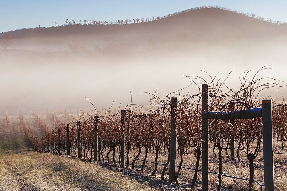 Bare vines during winter on a cold frosty morning in the Yarra Valley, Victoria, Australia, Oceania
