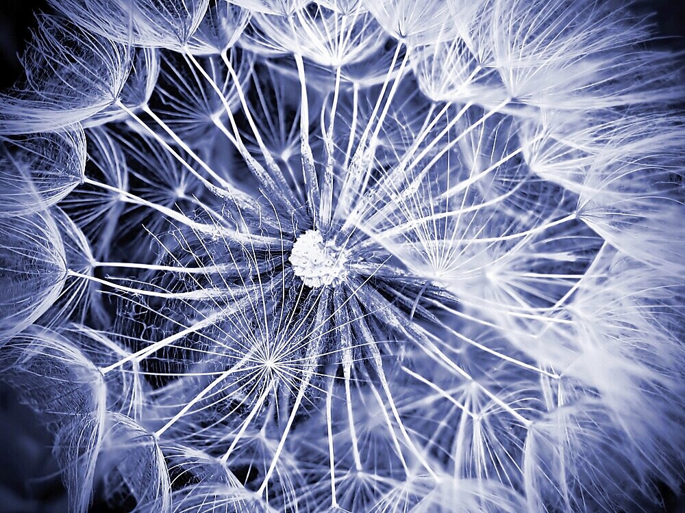 Macro of giant dandelion
