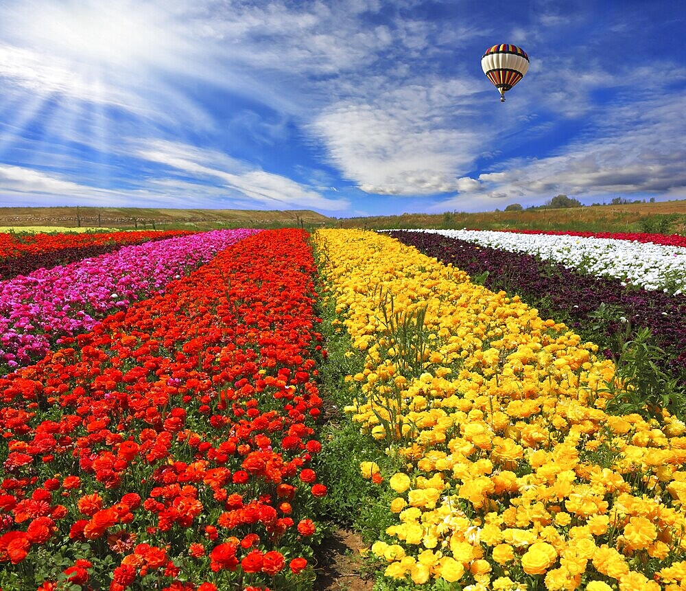 Elegant multi-color rural fields with flowers. Over kibbutz field the air huge sphere flies