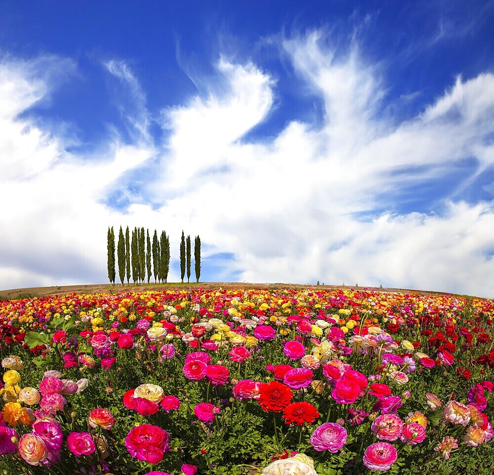 Warm spring day. Away visible cypress alley. Bright festive multi-color blooming field of buttercups