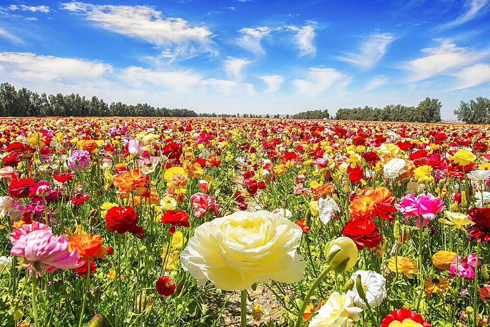The multicolored garden buttercups in a kibbutz field with a magnificent carpet. Walk in the world of flowers. Windy cloudy day. Israel