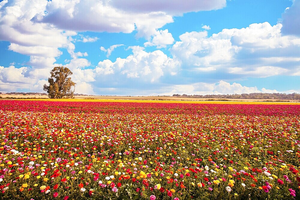 Large multicolored buttercups - ranunculus bloom in fields in southern Israel. Huge floral carpet of fresh flowers. The magnificent nature of Israel