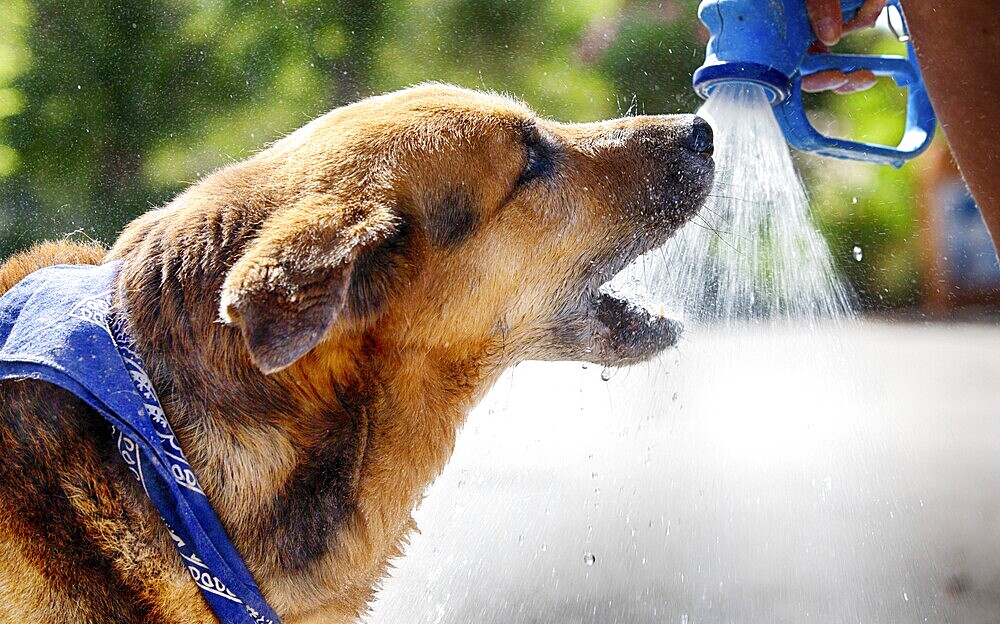 Dog drinks water from a spray gun