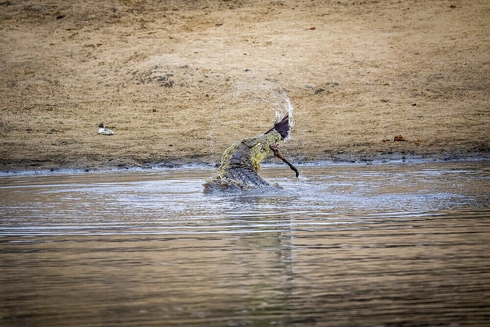 A Crocodile eating an Impala leg in the Kruger National Park, South Africa, Africa