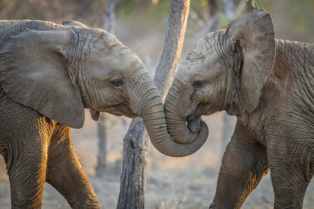 Elephants playing in the Kruger National Park, South Africa, Africa
