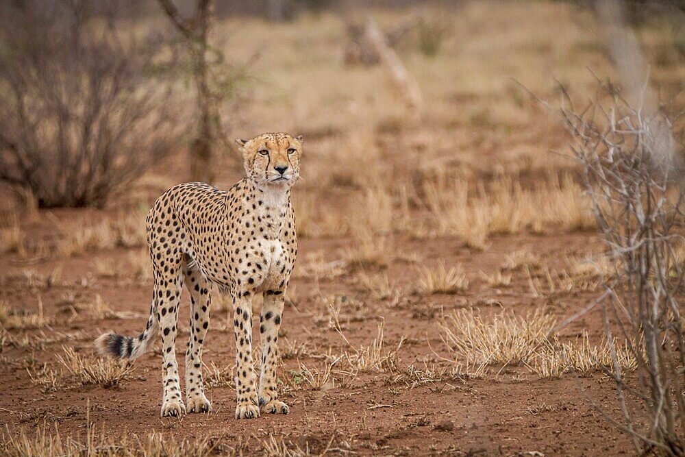A Cheetah walking towards the camera in the Kruger National Park, South Africa, Africa