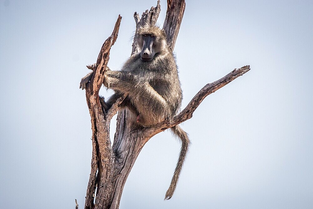 Chacma baboon sitting on a tree in the Kruger National Park, South Africa, Africa
