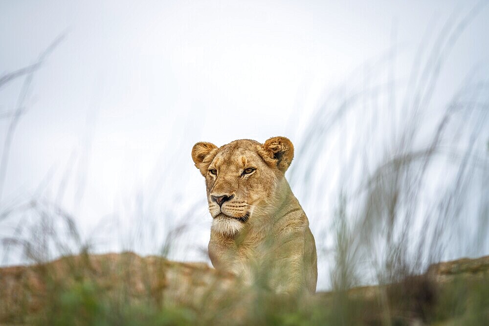 Young male Lion laying on the rocks in the Kruger National Park, South Africa, Africa
