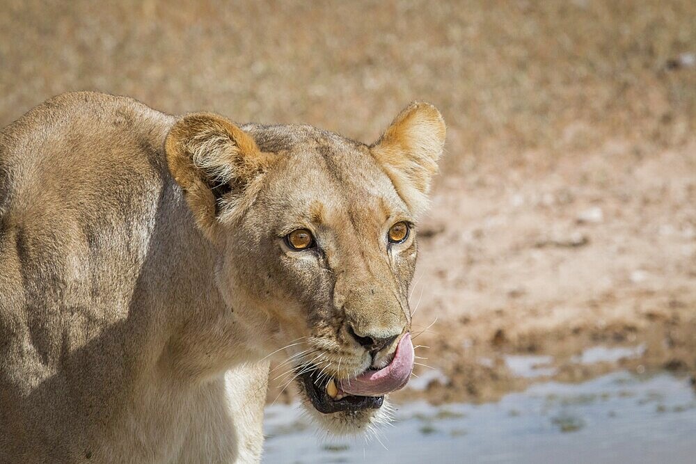 Lioness licking herself in the Kgalagadi Transfrontier Park, South Africa, Africa