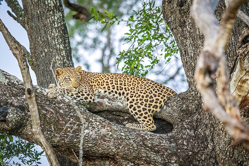 Leopard laying in a tree in the Okavango delta, Botswana, Africa