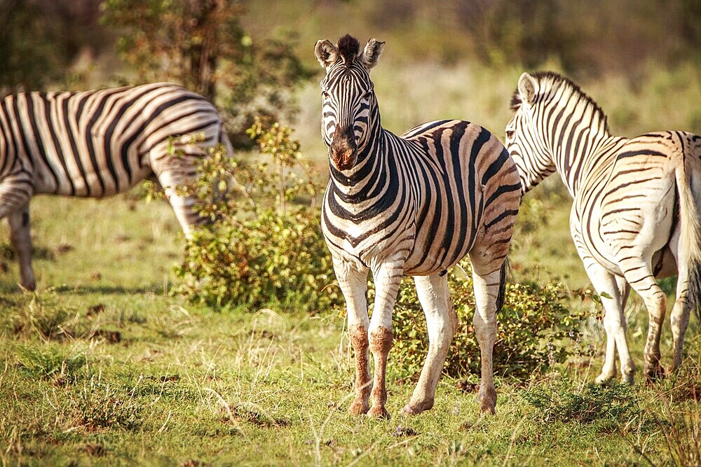 Group of Zebras standing in the grass in the Etosha National Park, Namibia, Africa