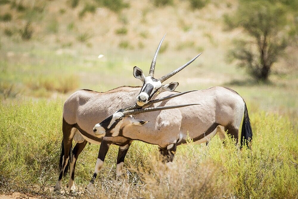 Two Oryx bonding in the Kalagadi Transfrontier Park, South Africa, Africa