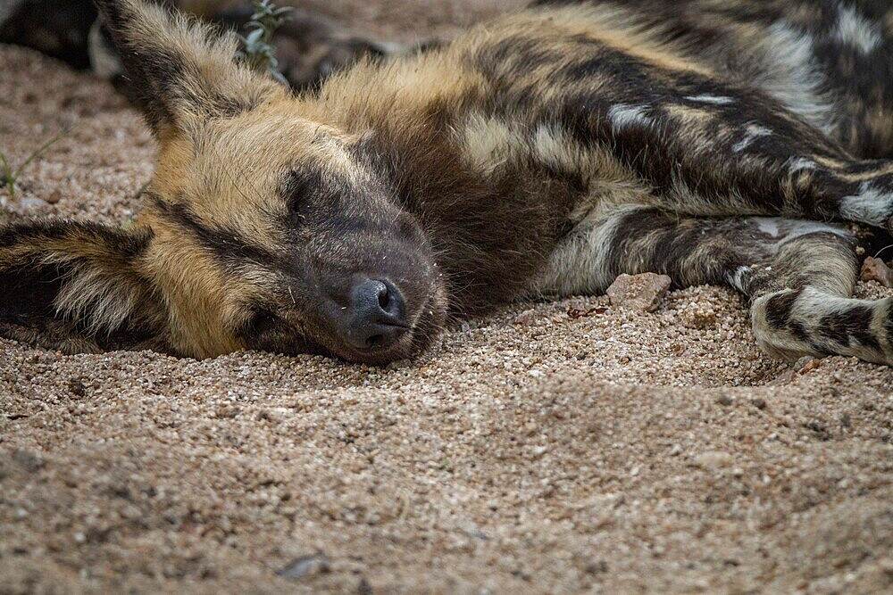An African wild dog sleeping in the Sabi Sand Game Reserve, South Africa, Africa
