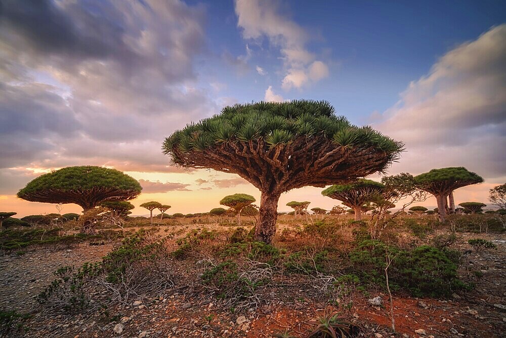 Endemic plants Dracaena cinnabari by the sea on a rock